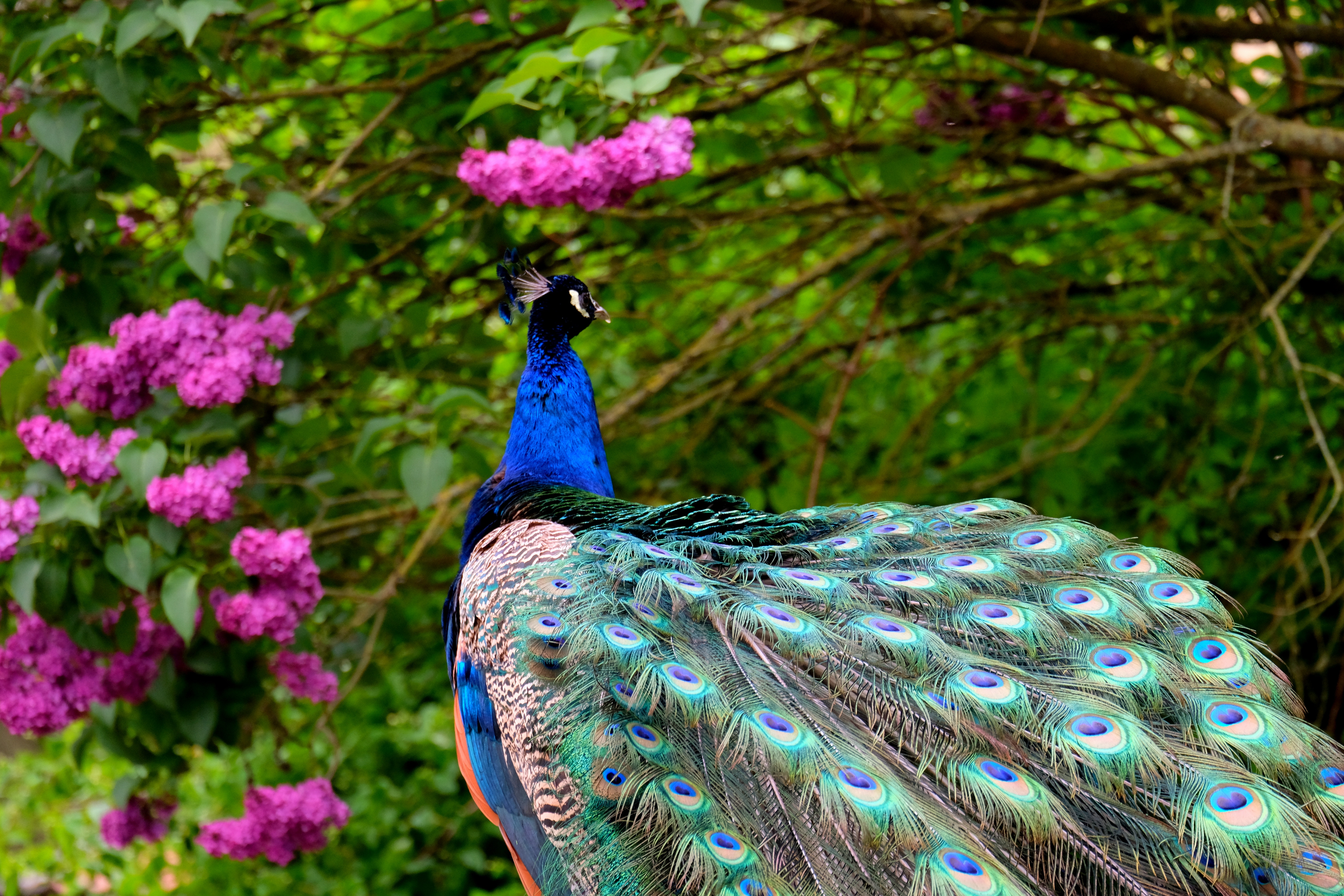 Peacock amid pink blossoms by Holger Schué