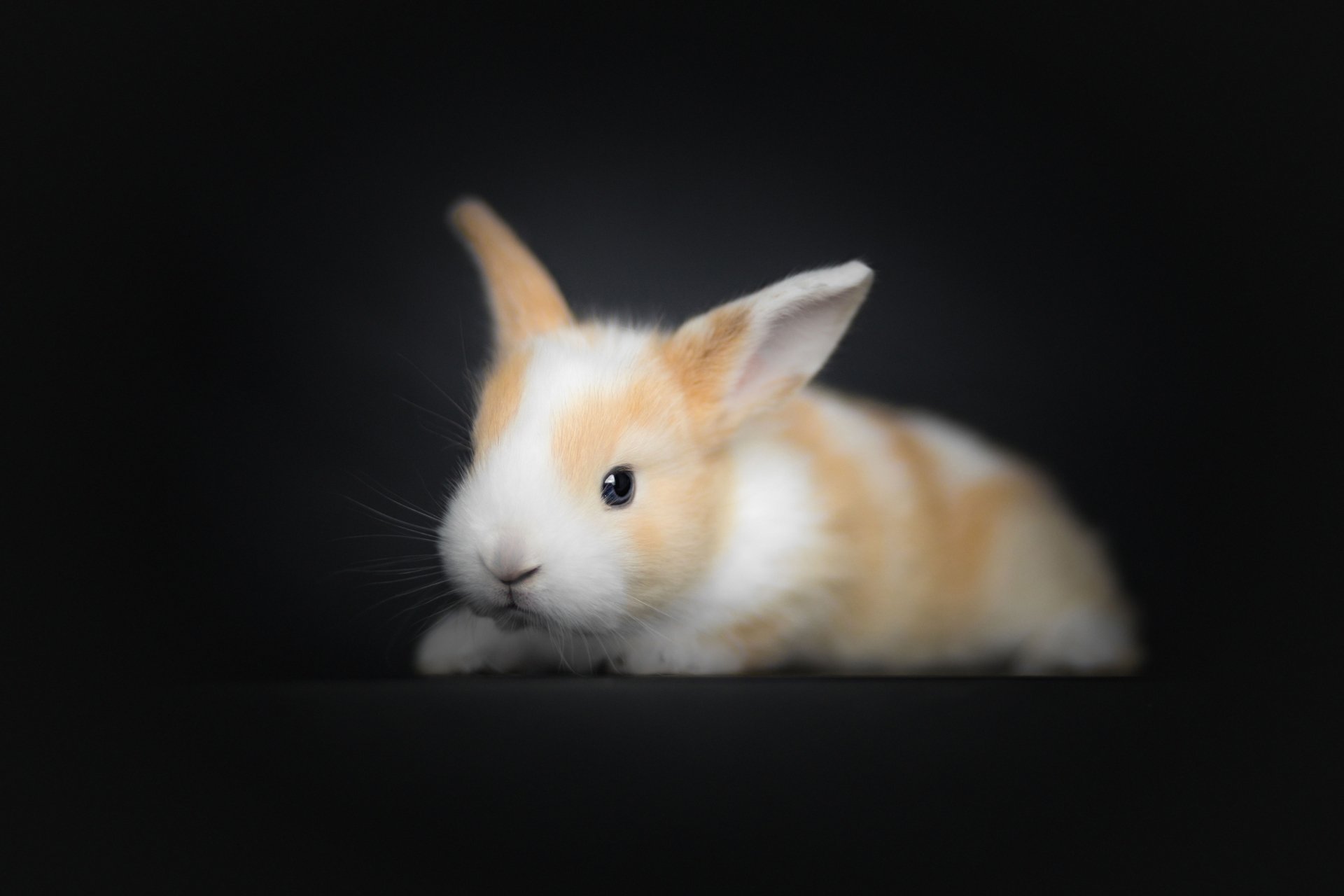 Download Depth Of Field Baby Animal Animal Rabbit  HD Wallpaper