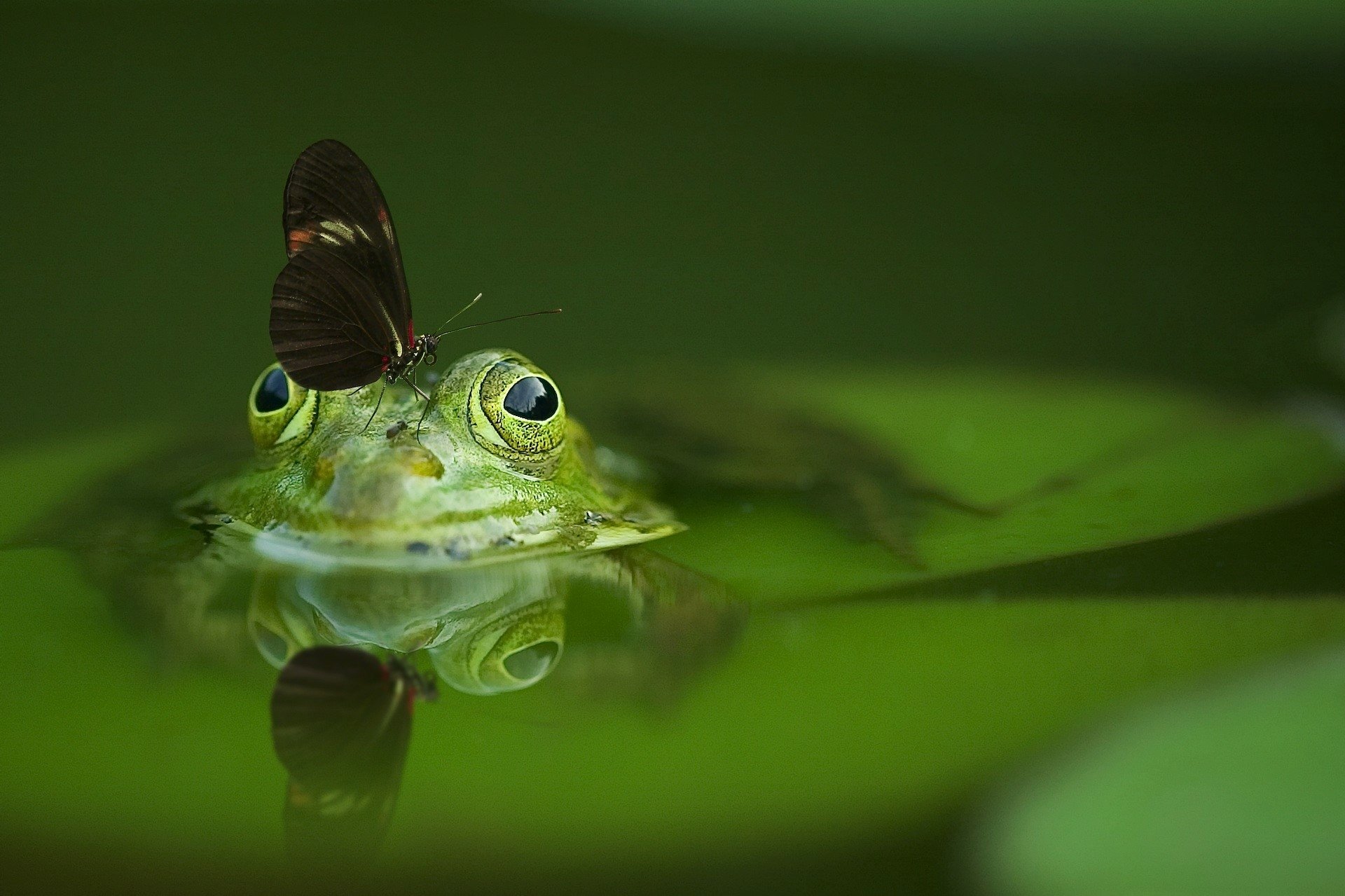 Green Frog and Butterfly HD Wallpaper