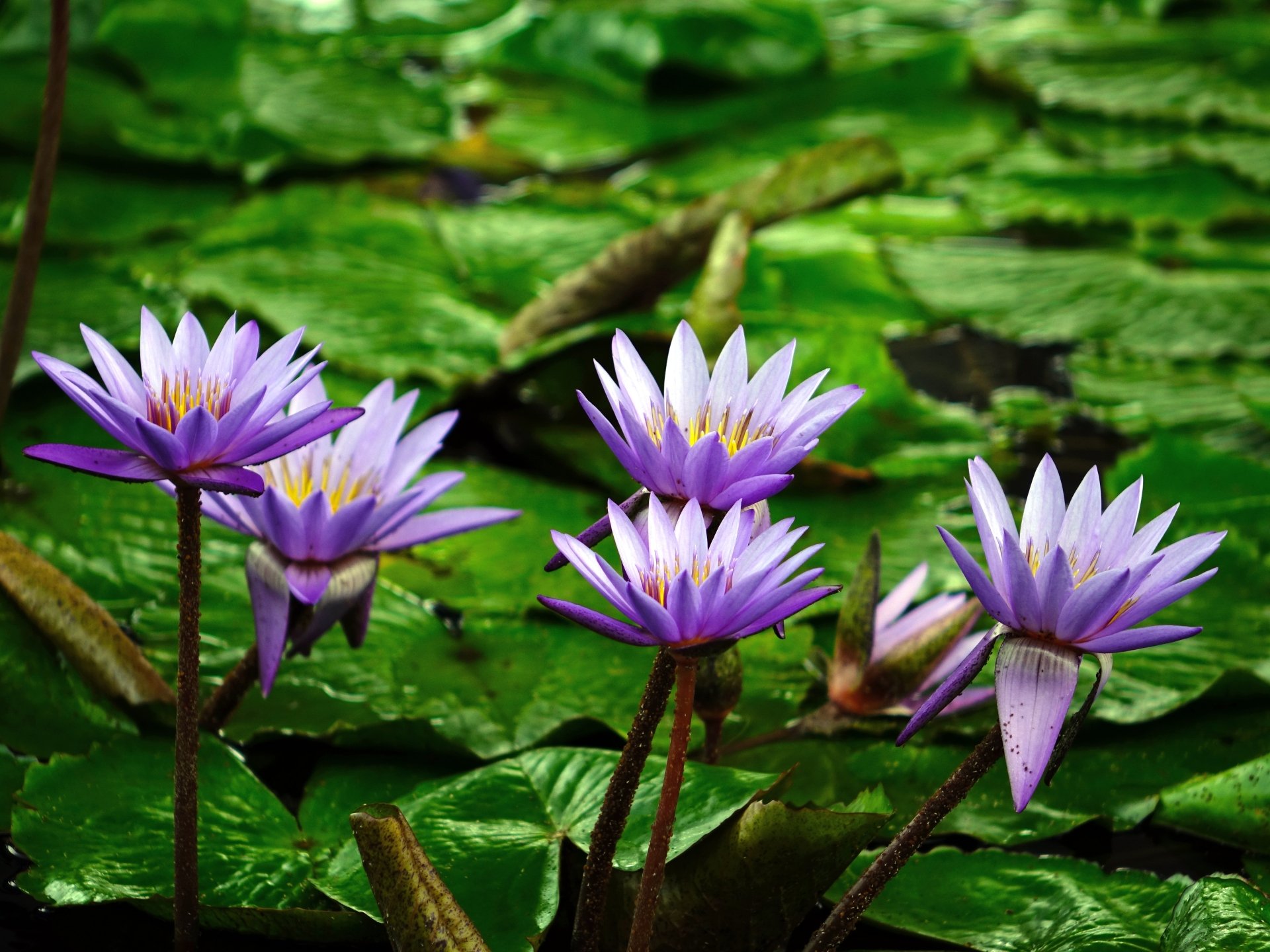 Download Purple Flower Pond Lily Pad Flower Nature Water Lily 4k Ultra HD Wallpaper