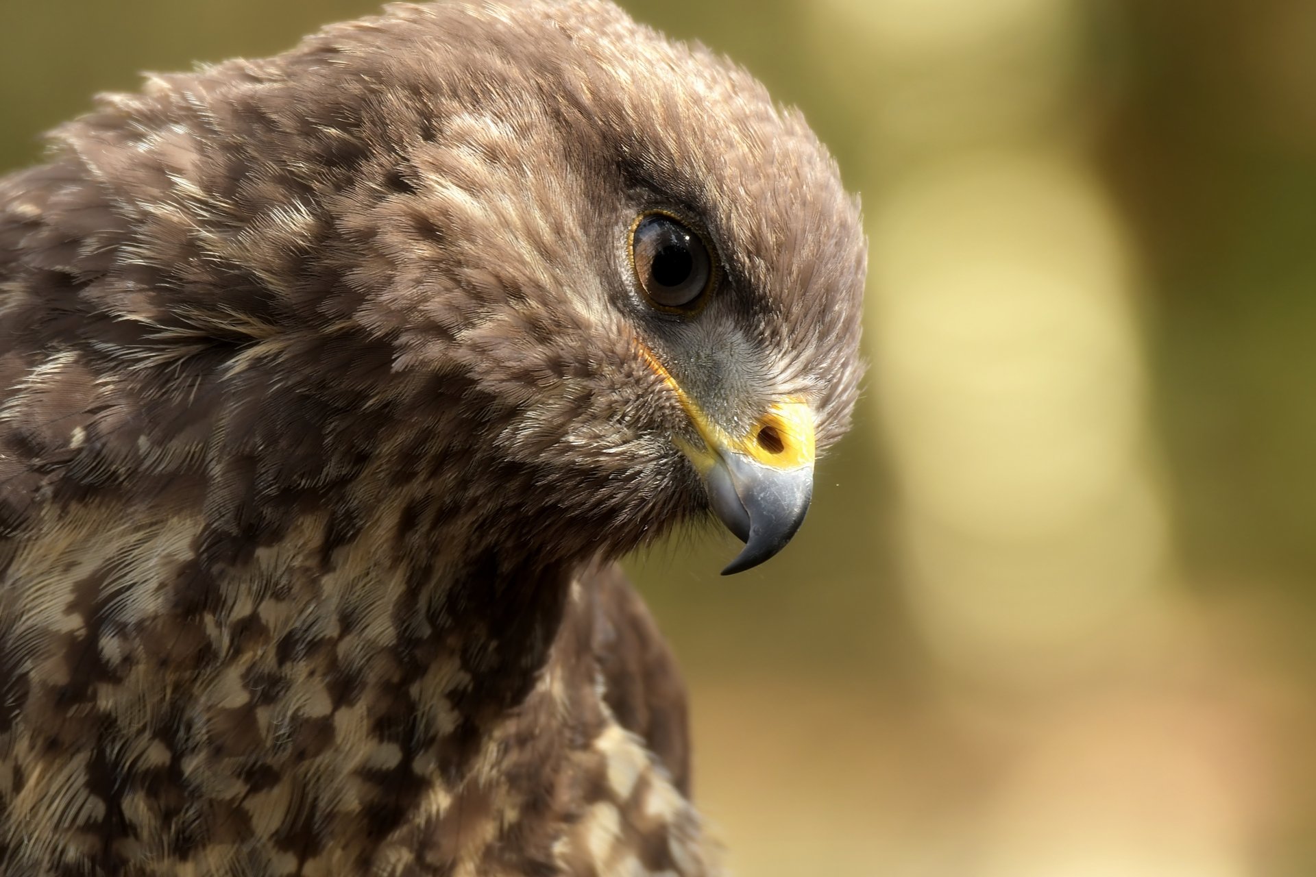 Close-up 4K Ultra HD image of a bird of prey, featuring the intricate details of an eagle's head and sharp gaze against a blurred natural background.