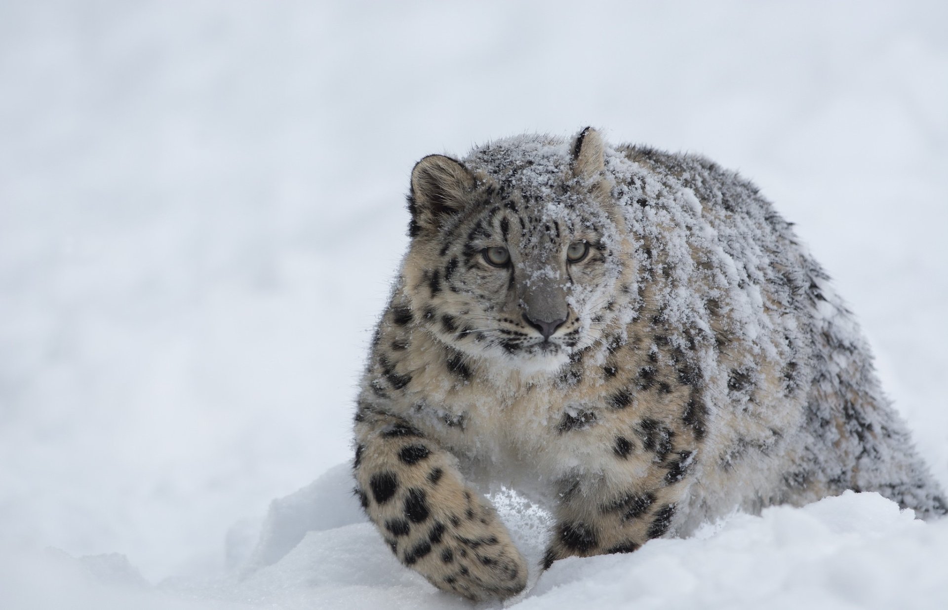 Snow Leopard HD Wallpaper Background Image 2045x1317