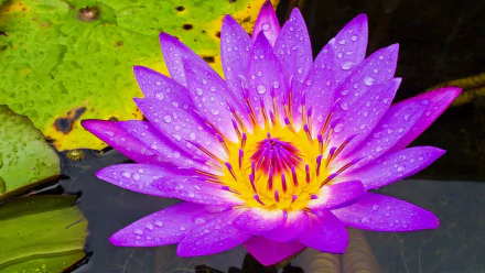  Purple Water Lily