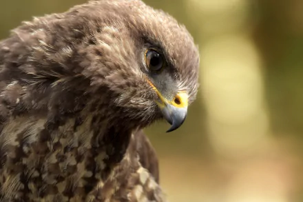 bird of prey close-up Animal eagle HD Desktop Wallpaper | Background Image