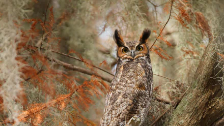 HD desktop wallpaper featuring a great horned owl perched on a tree branch, surrounded by autumn foliage, showcasing a striking bird and animal close-up.