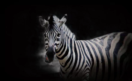 Derpy Zebra XD