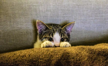 A cute kitten peeks over a fluffy brown blanket against a grey background. This HD image serves as an adorable desktop wallpaper and background.