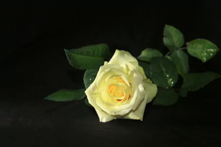 A close-up HD image of a white rose with green leaves against a dark background, showcasing the delicate petals of the flower in natural light.