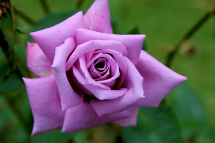 Purple Rose