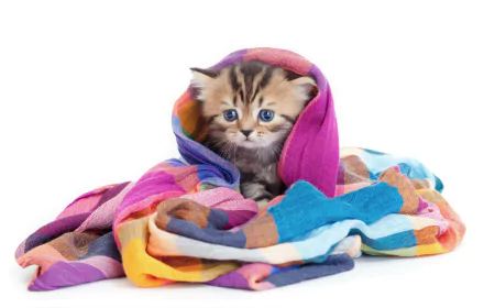 A colorful blanket wraps a cute baby kitten with blue eyes, captured in vibrant 4K Ultra HD detail for a charming PC desktop wallpaper.
