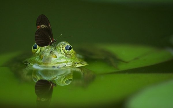Animal Frog Frogs Butterfly Cute Green HD Wallpaper | Background Image