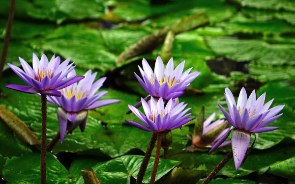  Purple Lotus Flowers