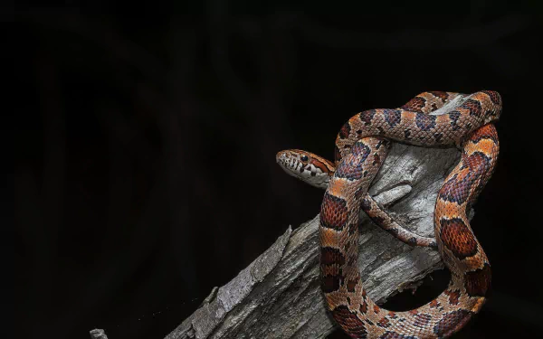 HD desktop wallpaper featuring a vibrant corn snake coiled on a tree branch against a dark background, showcasing detailed reptile textures and colors.