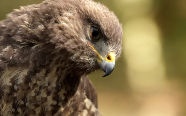 Close-up 4K Ultra HD image of a bird of prey, featuring the intricate details of an eagle's head and sharp gaze against a blurred natural background.