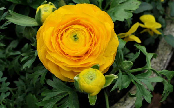  Golden Ranuncula