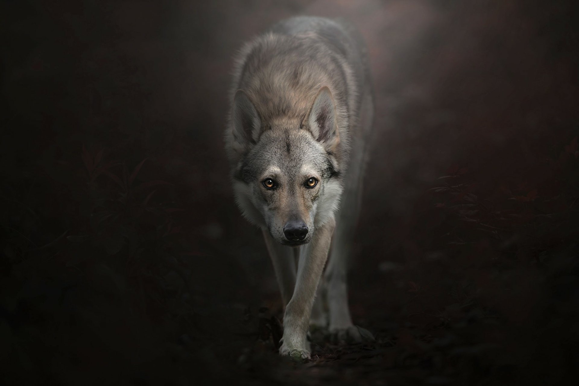 HD desktop wallpaper featuring a focused Czechoslovakian wolfdog walking forward in a dark, moody setting.