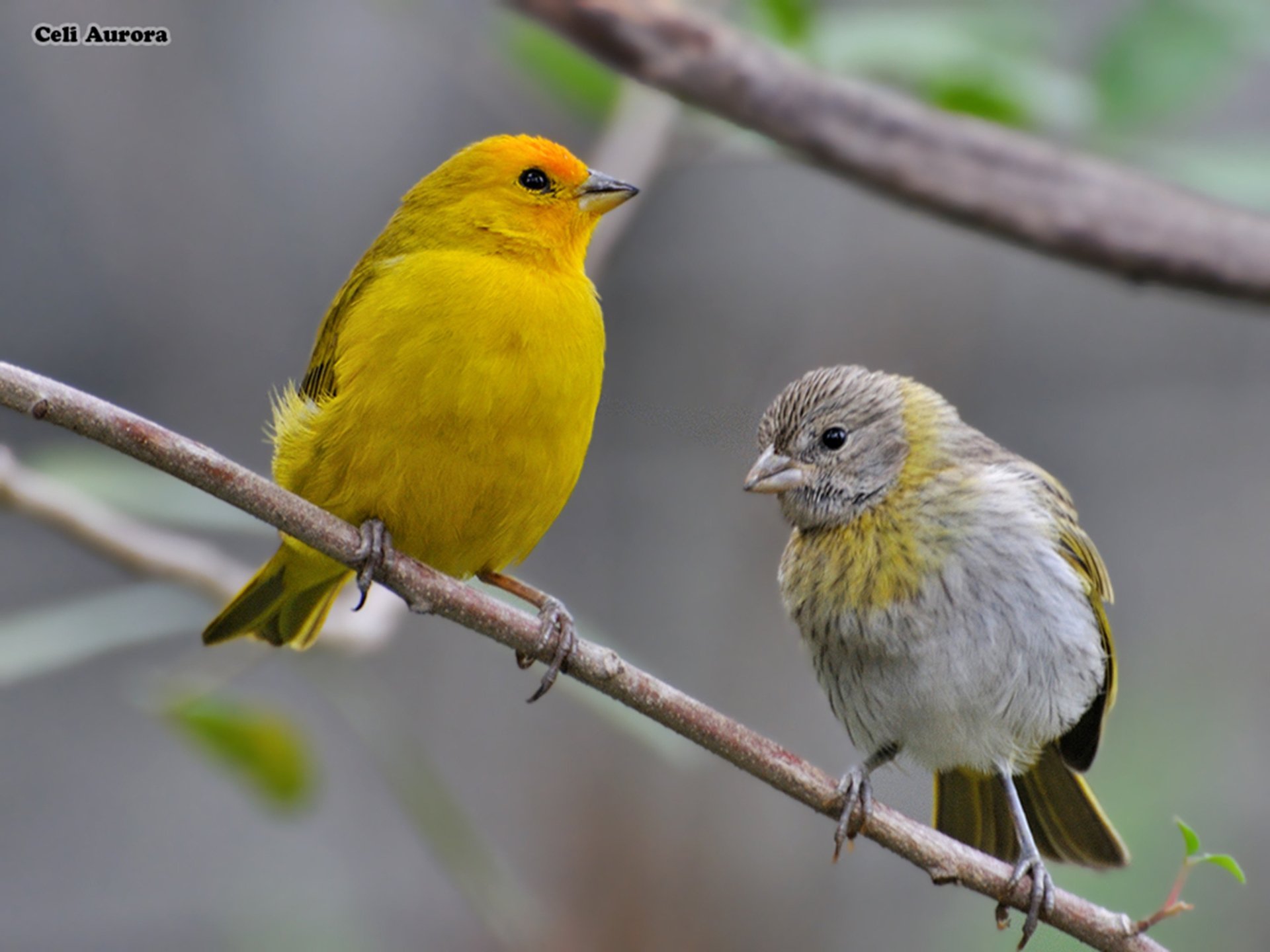 Two finches perched on a branch, featuring vibrant yellow and muted gray feathers, presented in HD as a desktop wallpaper and background.
