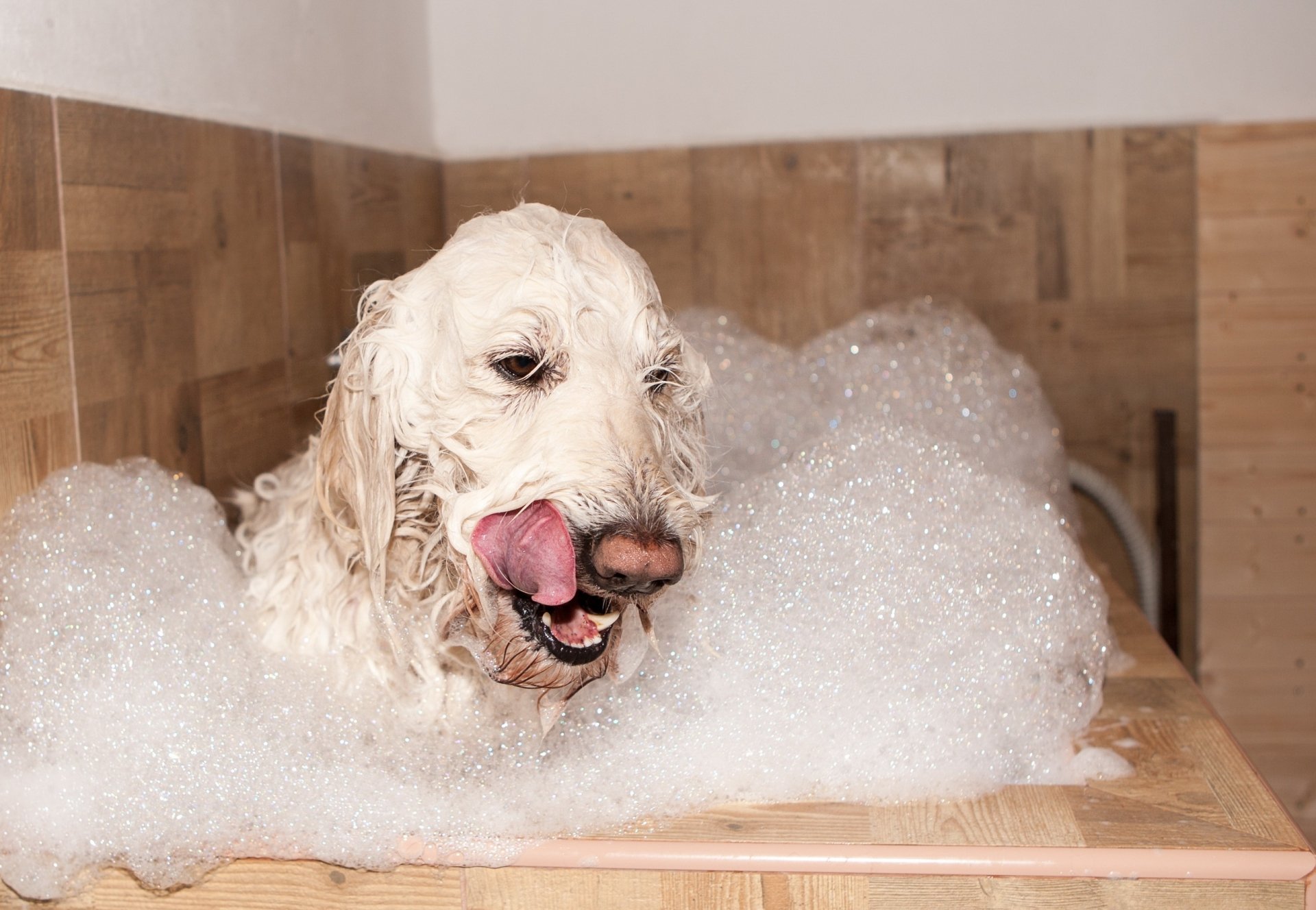 A dog covered in foam enjoys a bath, captured in a high-definition PC desktop wallpaper and background.