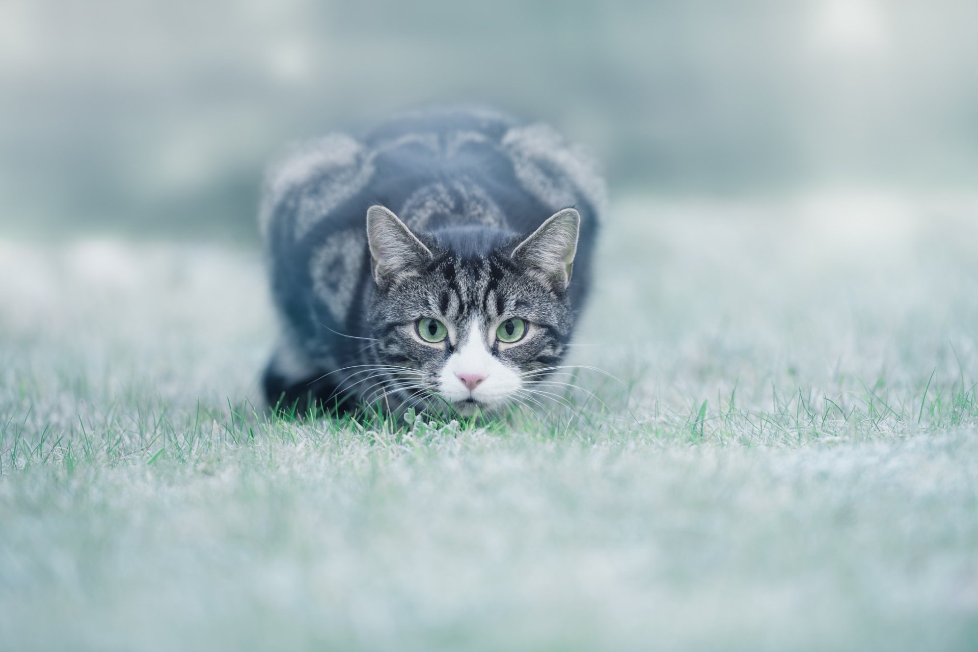 HD desktop wallpaper of a cat staring intently while crouched low in soft-focus grass, capturing a quiet, focused animal moment.