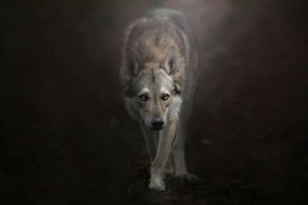  Gray Wolf