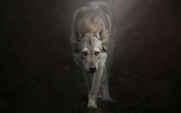 HD desktop wallpaper featuring a focused Czechoslovakian wolfdog walking forward in a dark, moody setting.