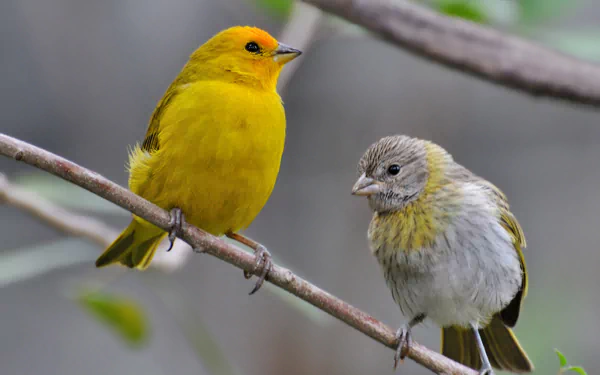 Two finches perched on a branch, featuring vibrant yellow and muted gray feathers, presented in HD as a desktop wallpaper and background.