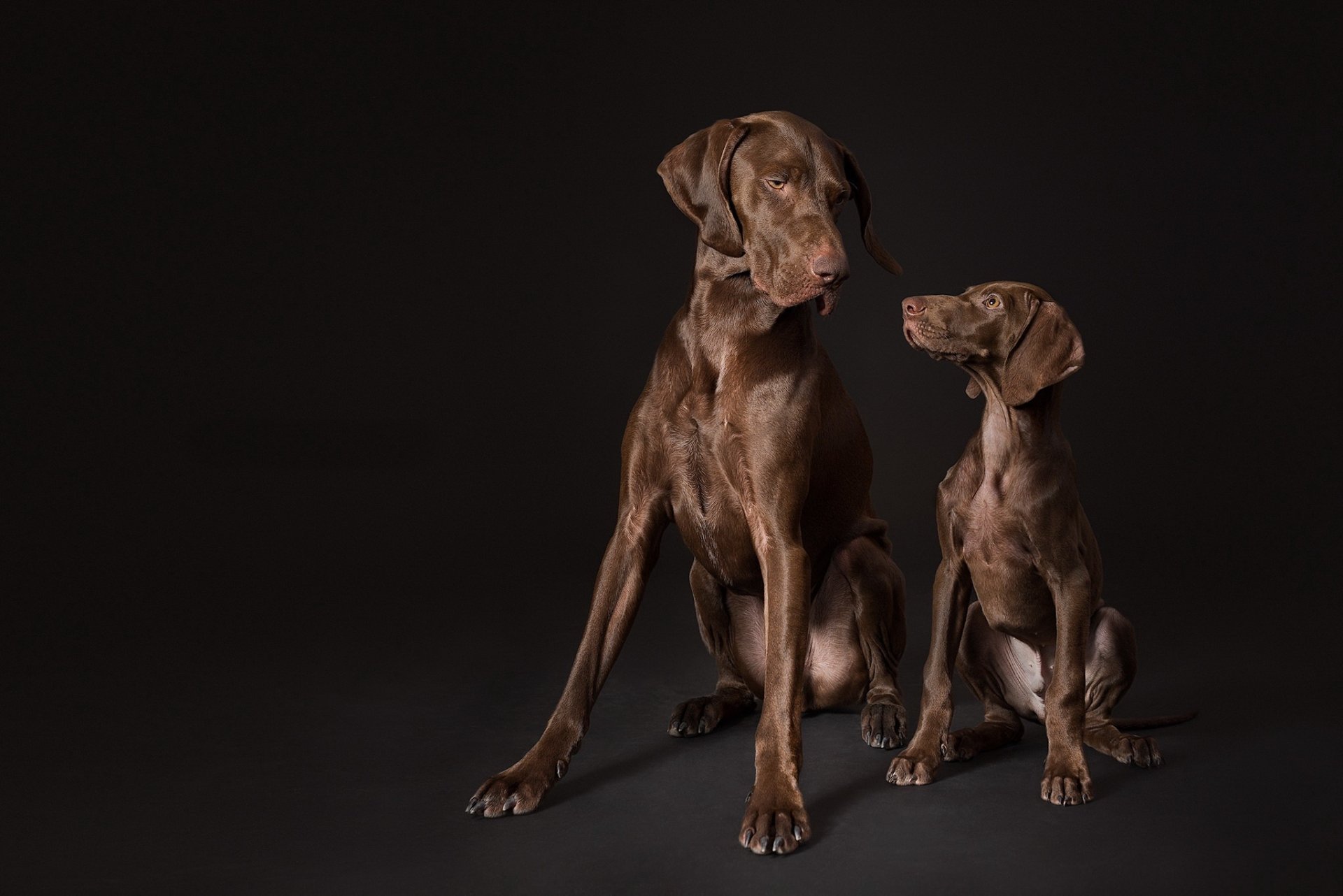 Two German Shorthaired Pointer dogs, an adult and a puppy, sit side by side against a dark background in this HD desktop wallpaper image.