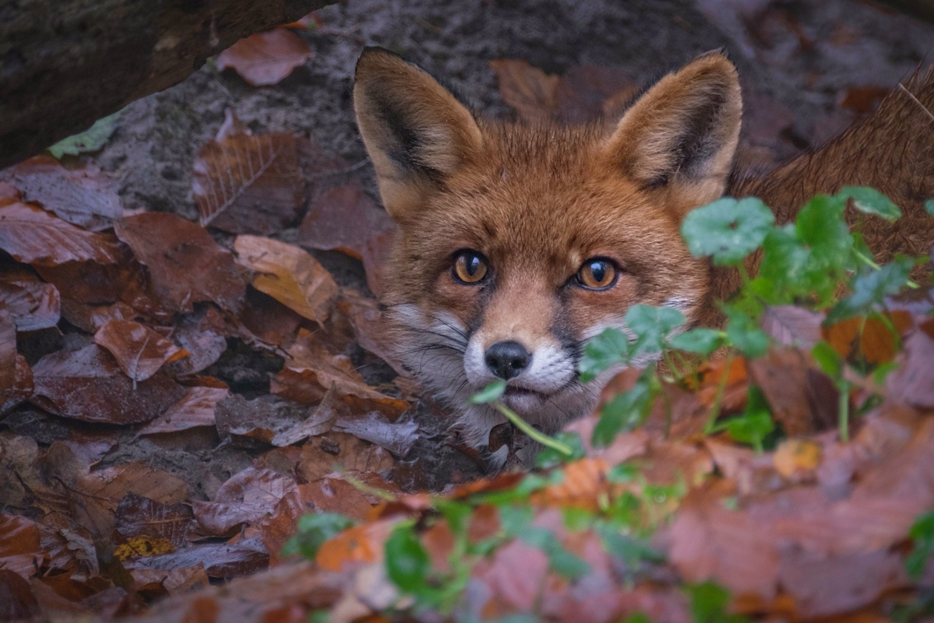 HD PC desktop wallpaper featuring a close-up of a fox partially hidden among autumn leaves and greenery.