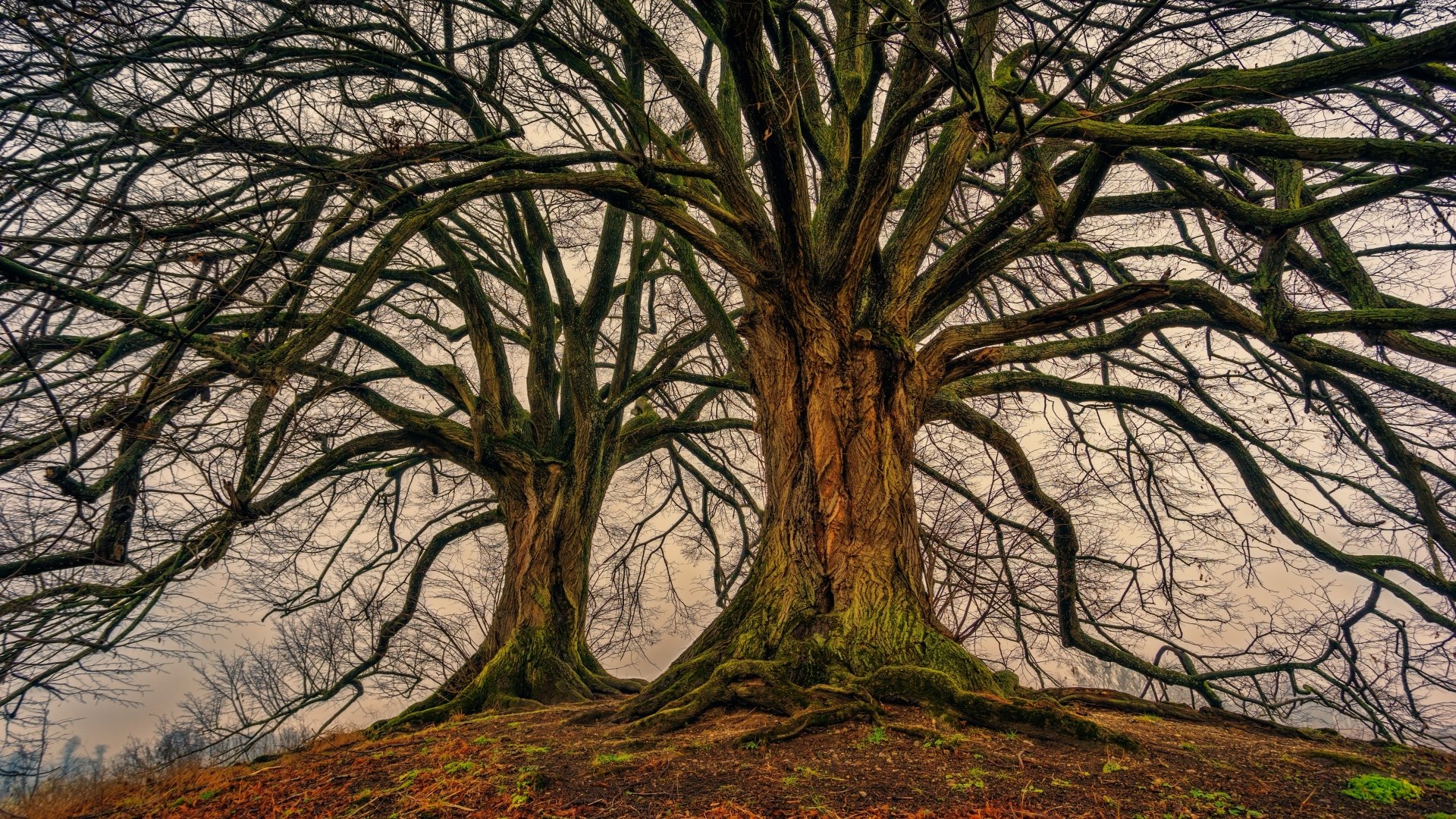 4K Ultra HD desktop wallpaper featuring two large trees covered in moss with sprawling branches against a muted sky, showcasing rich natural textures.