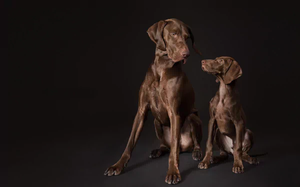 puppy baby animal dog Animal german shorthaired pointer HD Desktop Wallpaper | Background Image