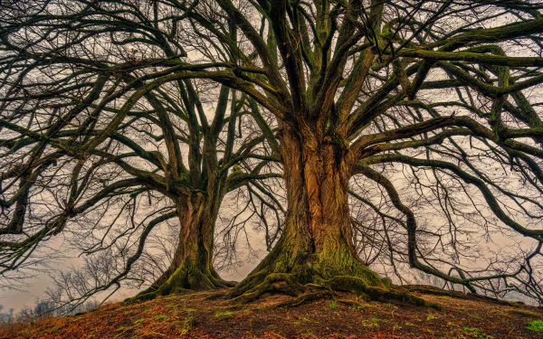 4K Ultra HD desktop wallpaper featuring two large trees covered in moss with sprawling branches against a muted sky, showcasing rich natural textures.