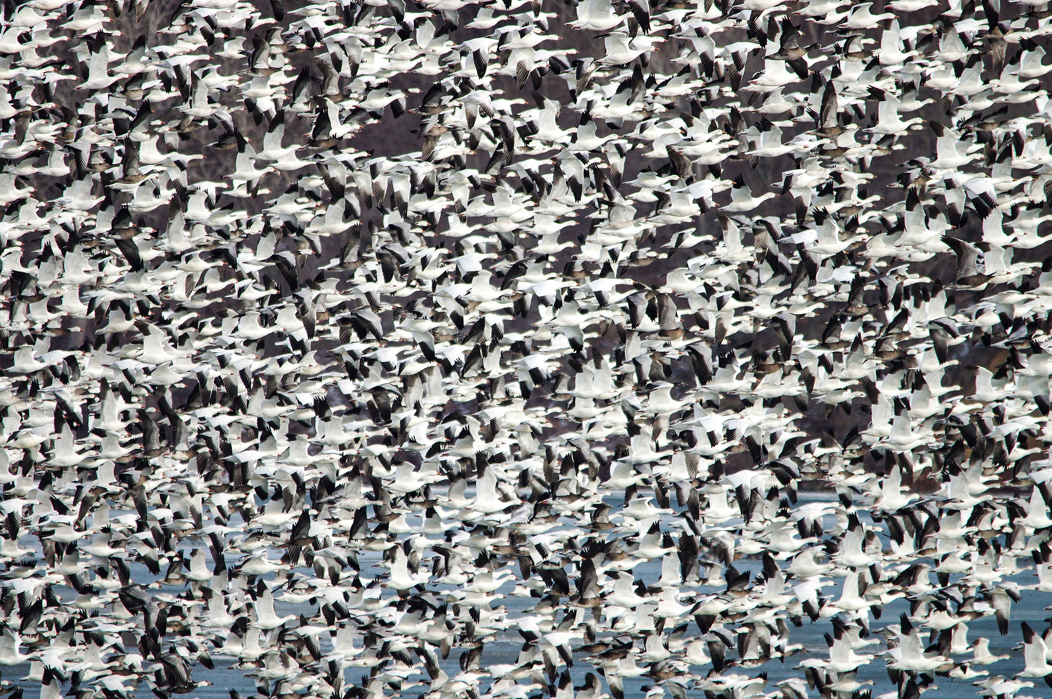 Animal Goose HD Wallpaper | Background Image
