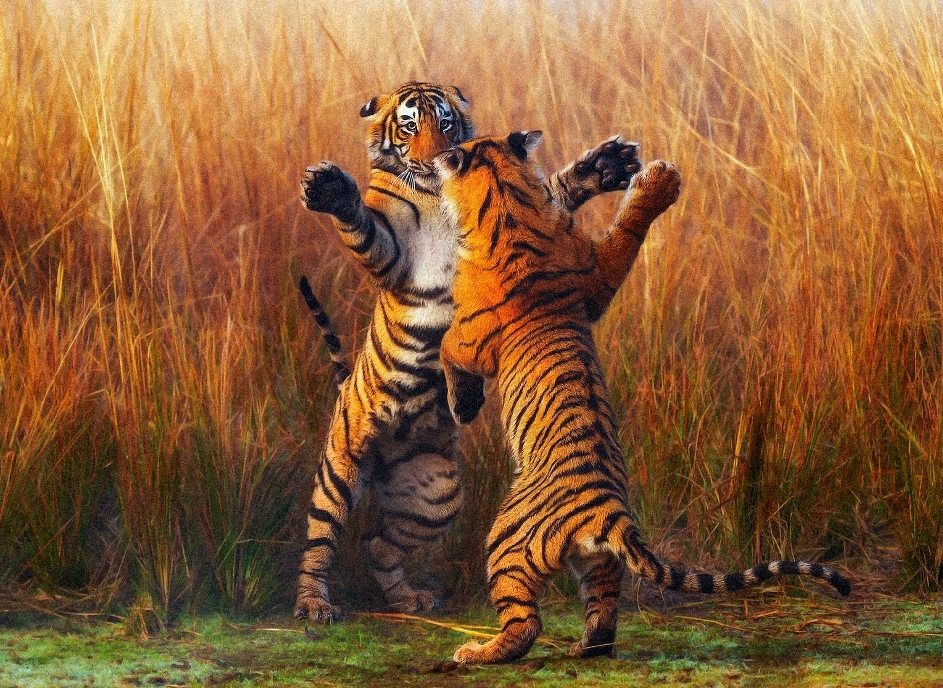 Two playful tiger cubs stand on their hind legs in tall grass, captured in a vibrant HD PC desktop wallpaper showcasing animal wildlife.