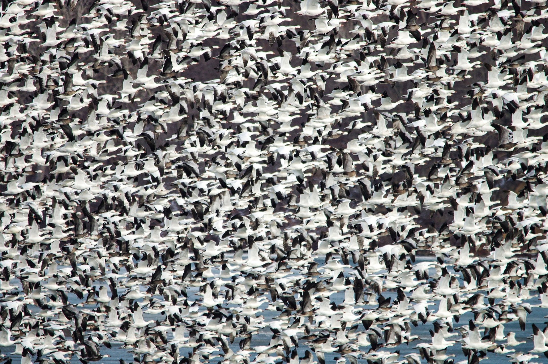 HD desktop wallpaper showing a dense flock of geese in flight against a snowy landscape, capturing the dynamic movement of these birds in nature.