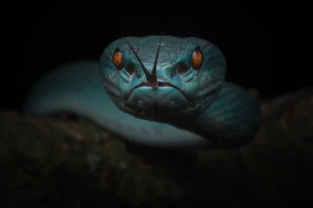 Macro shot of a viper reptile with glowing orange eyes against a dark background, captured in high definition for a striking PC desktop wallpaper.