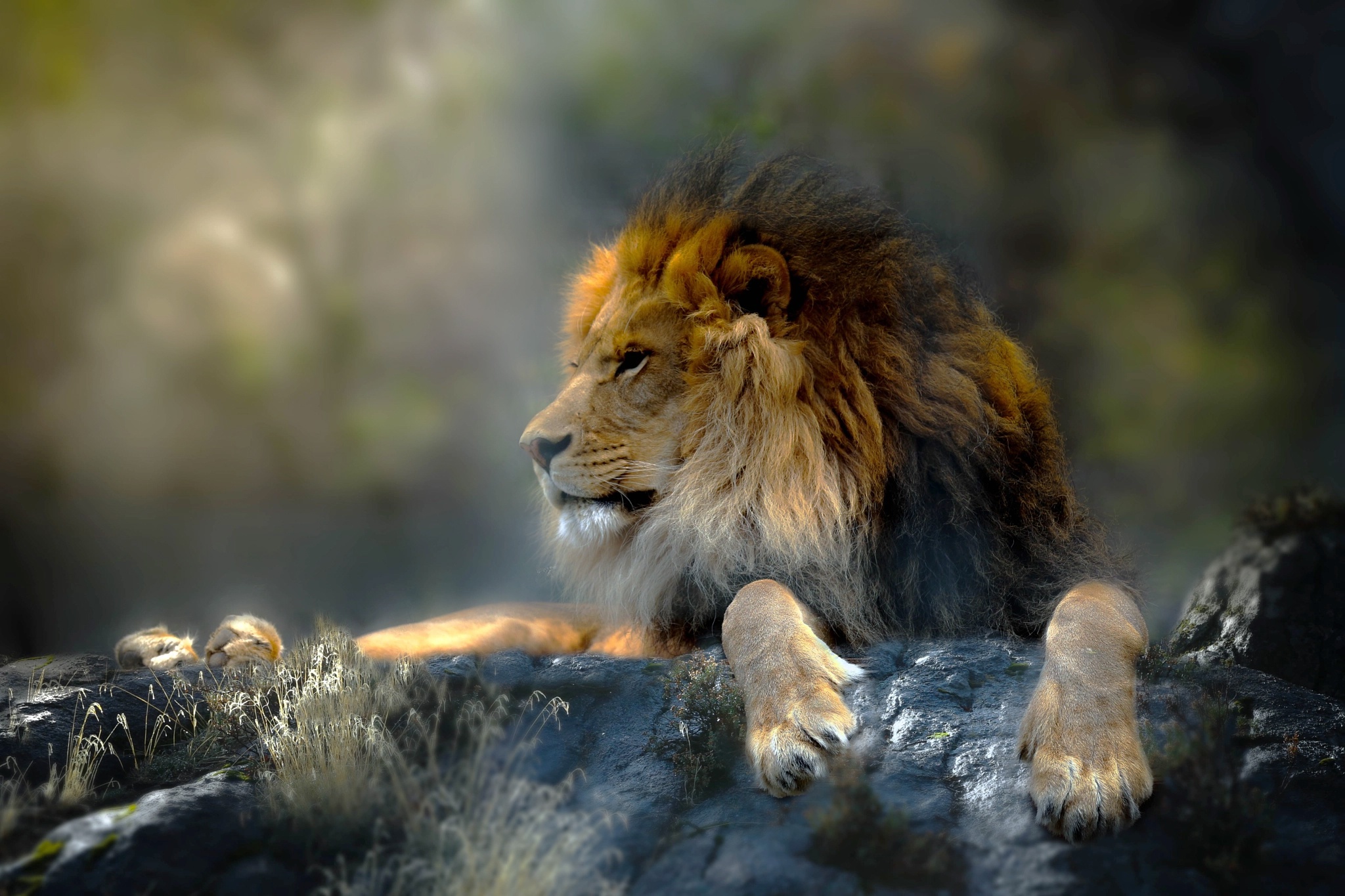 Download Animal Lion HD Wallpaper