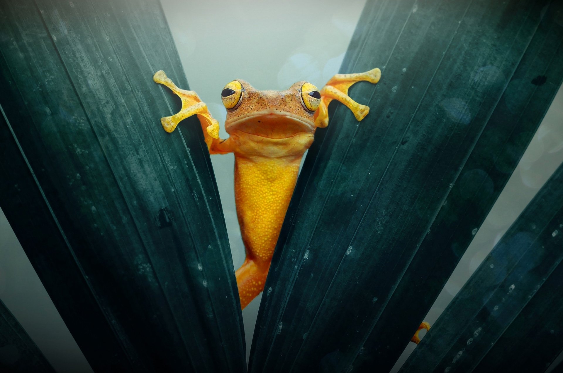 HD desktop wallpaper featuring a vibrant orange frog, an amphibian, peeking between dark green leaves.