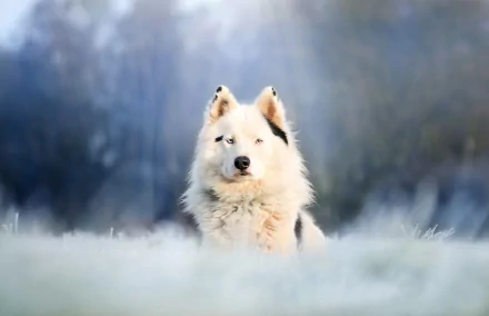 A white dog with piercing eyes sits calmly, captured with shallow depth of field, creating a soft, blurred background in this HD PC desktop wallpaper.