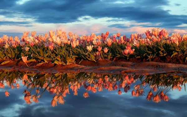 Earth Tulip Flowers Nature Flower Reflection Pink Flower Summer HD Wallpaper | Background Image