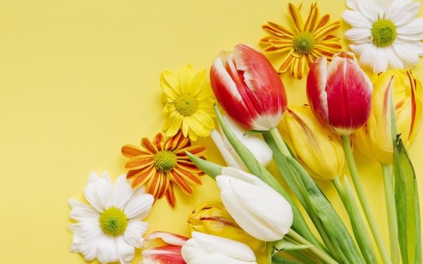 Man Made Flower Tulip White Flower Red Flower Yellow Flower HD Wallpaper | Background Image