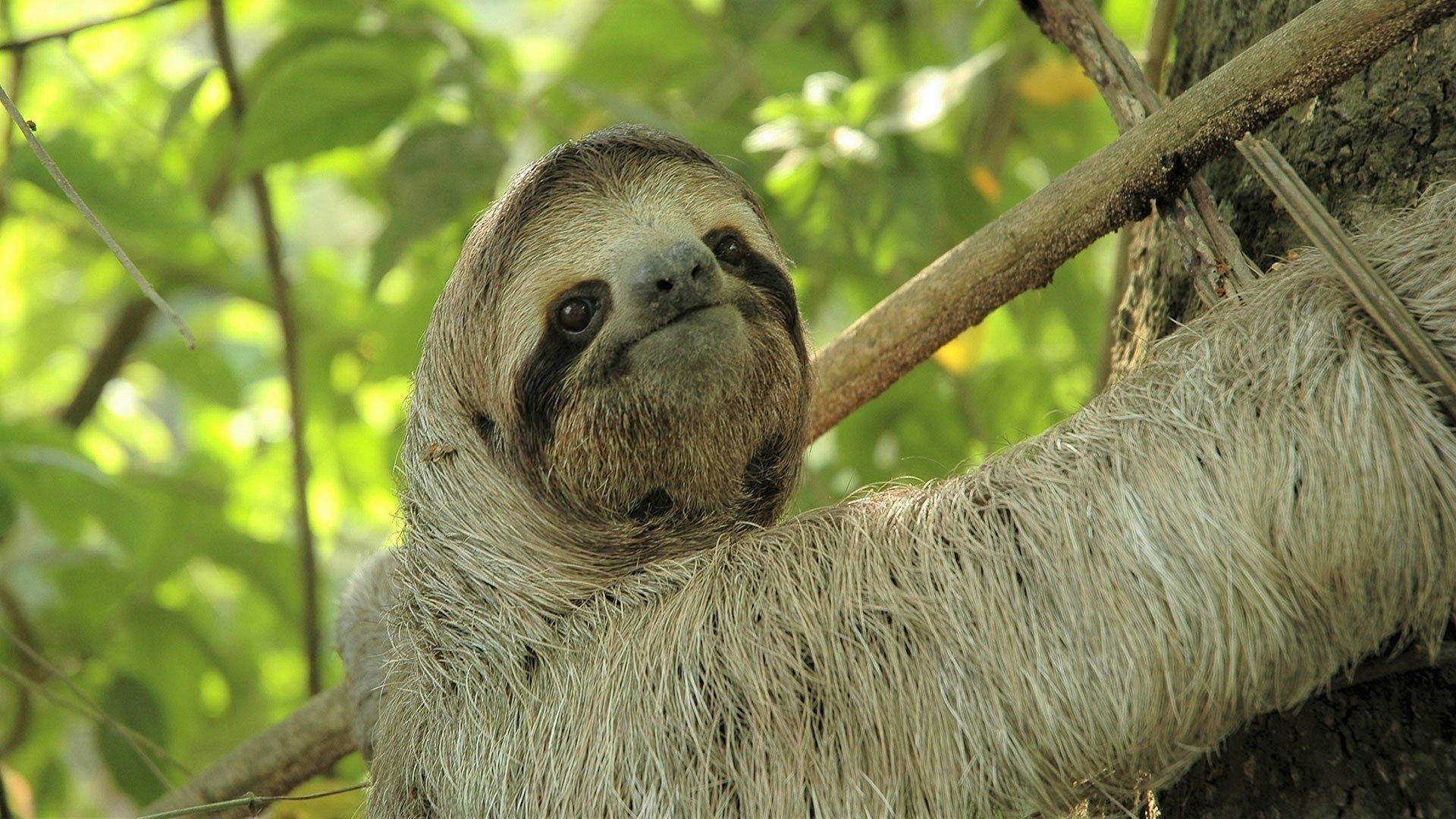 elegant sloth wallpaper