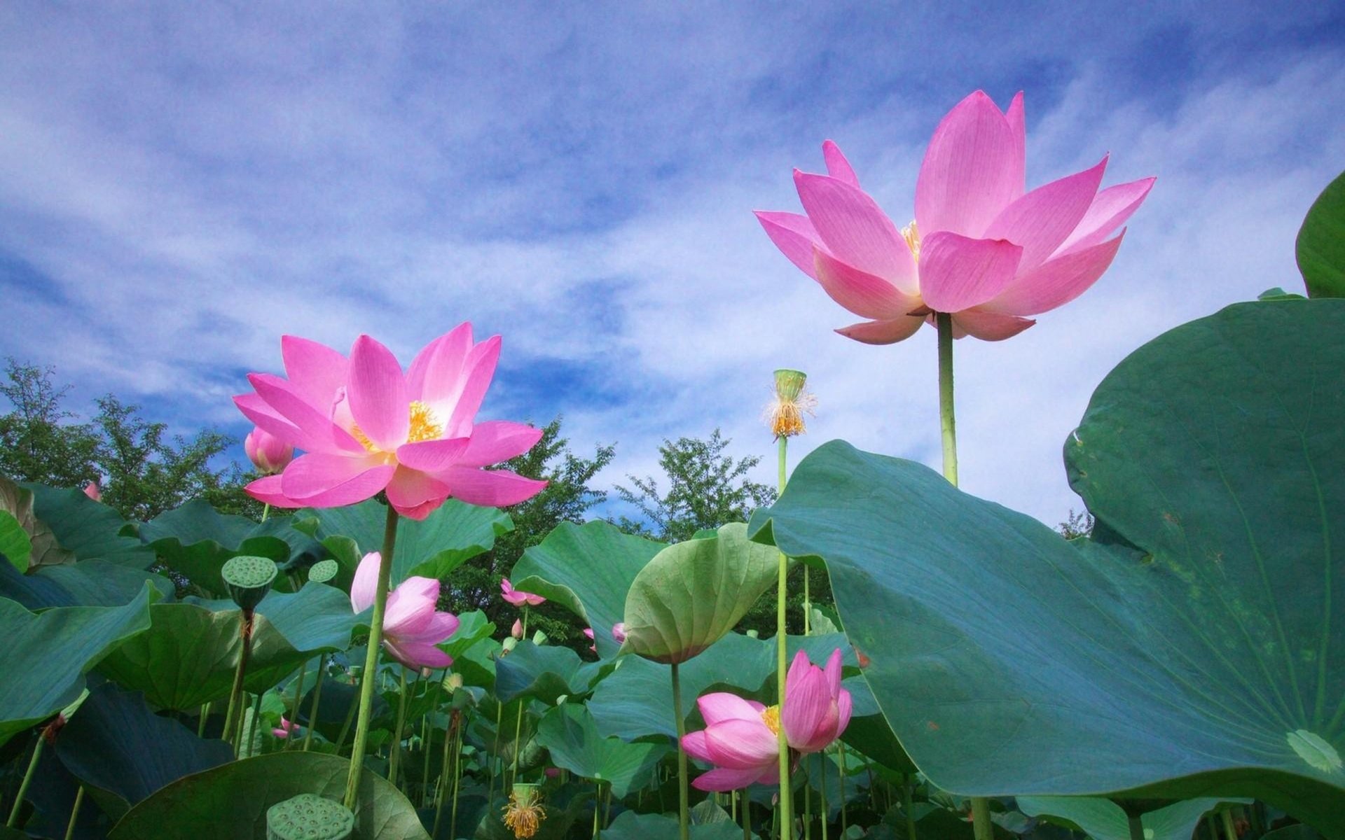 Pink Lotus Flowers 高清壁纸 桌面背景 19x10