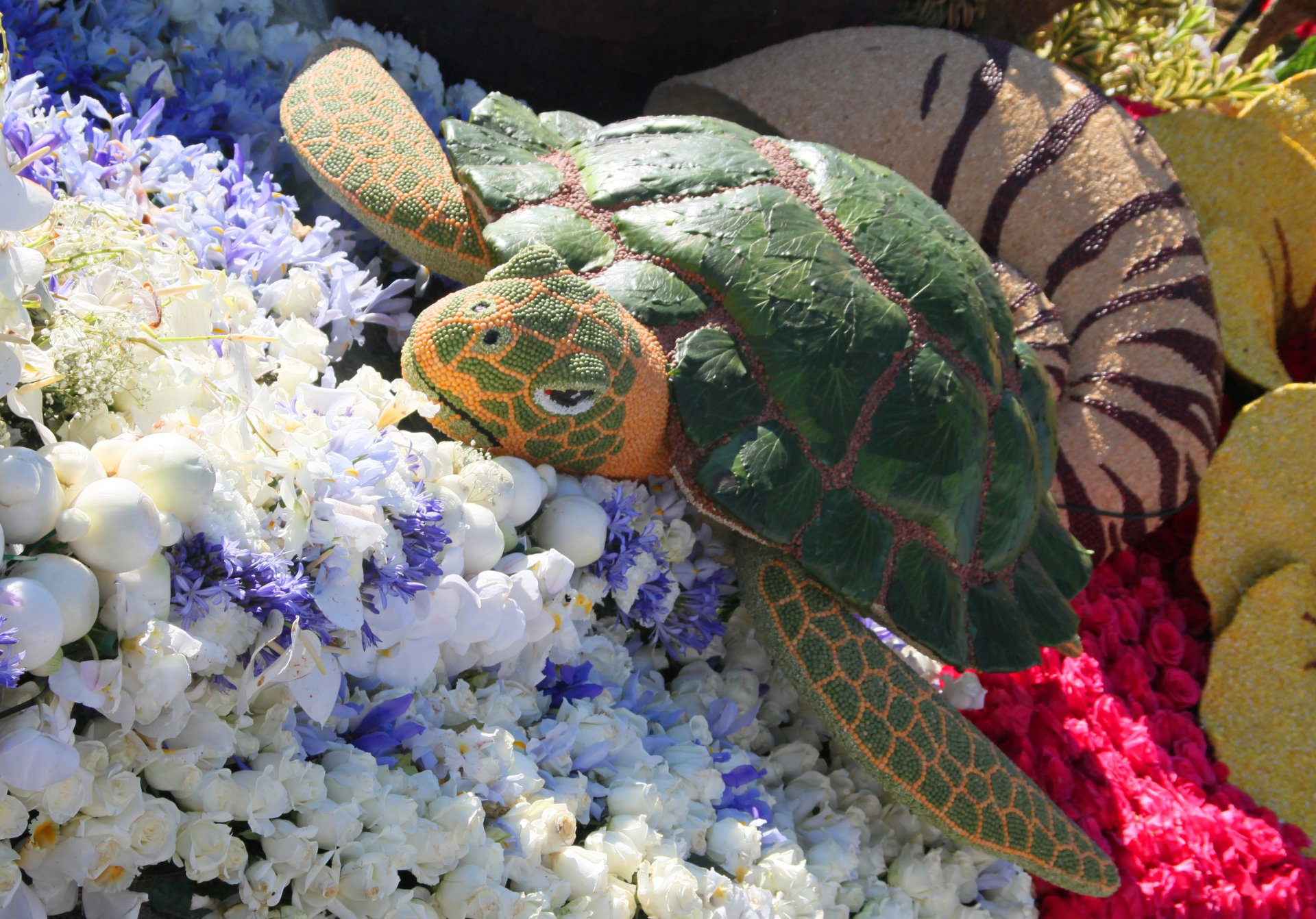 Download Coral Sea Life Animal Turtle HD Wallpaper