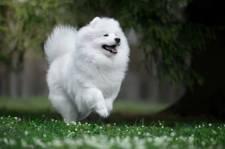 A fluffy white Samoyed dog joyfully running on grass, captured in high definition as a serene outdoor scene for a PC desktop wallpaper background.