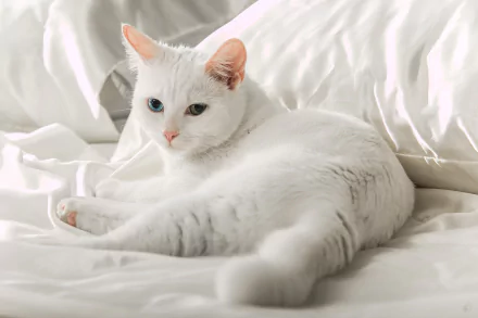 heterochromia Animal cat HD Desktop Wallpaper | Background Image