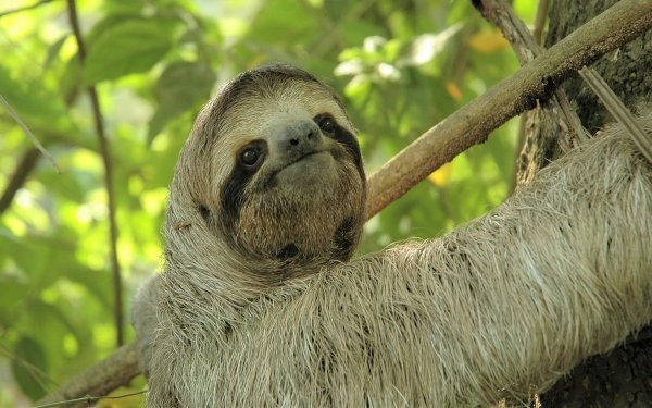 10+ Sloth HD Wallpapers | Background Images