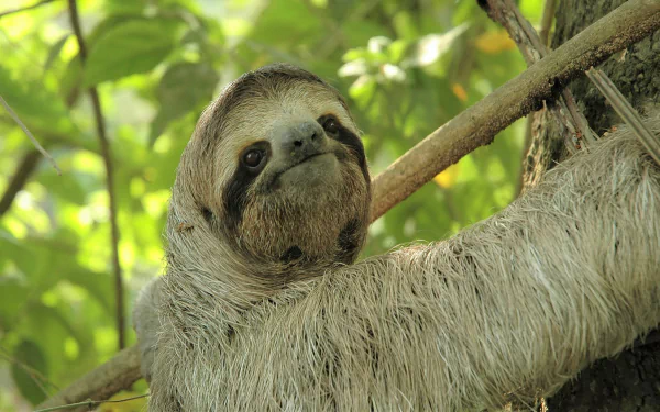 HD PC desktop wallpaper featuring a close-up of a sloth hanging from a tree branch amidst lush green foliage.