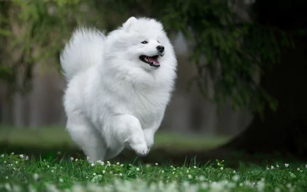 A fluffy white Samoyed dog joyfully running on grass, captured in high definition as a serene outdoor scene for a PC desktop wallpaper background.