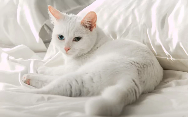 heterochromia Animal cat HD Desktop Wallpaper | Background Image