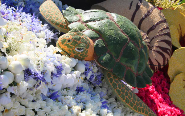 coral sea life Animal turtle HD Desktop Wallpaper | Background Image